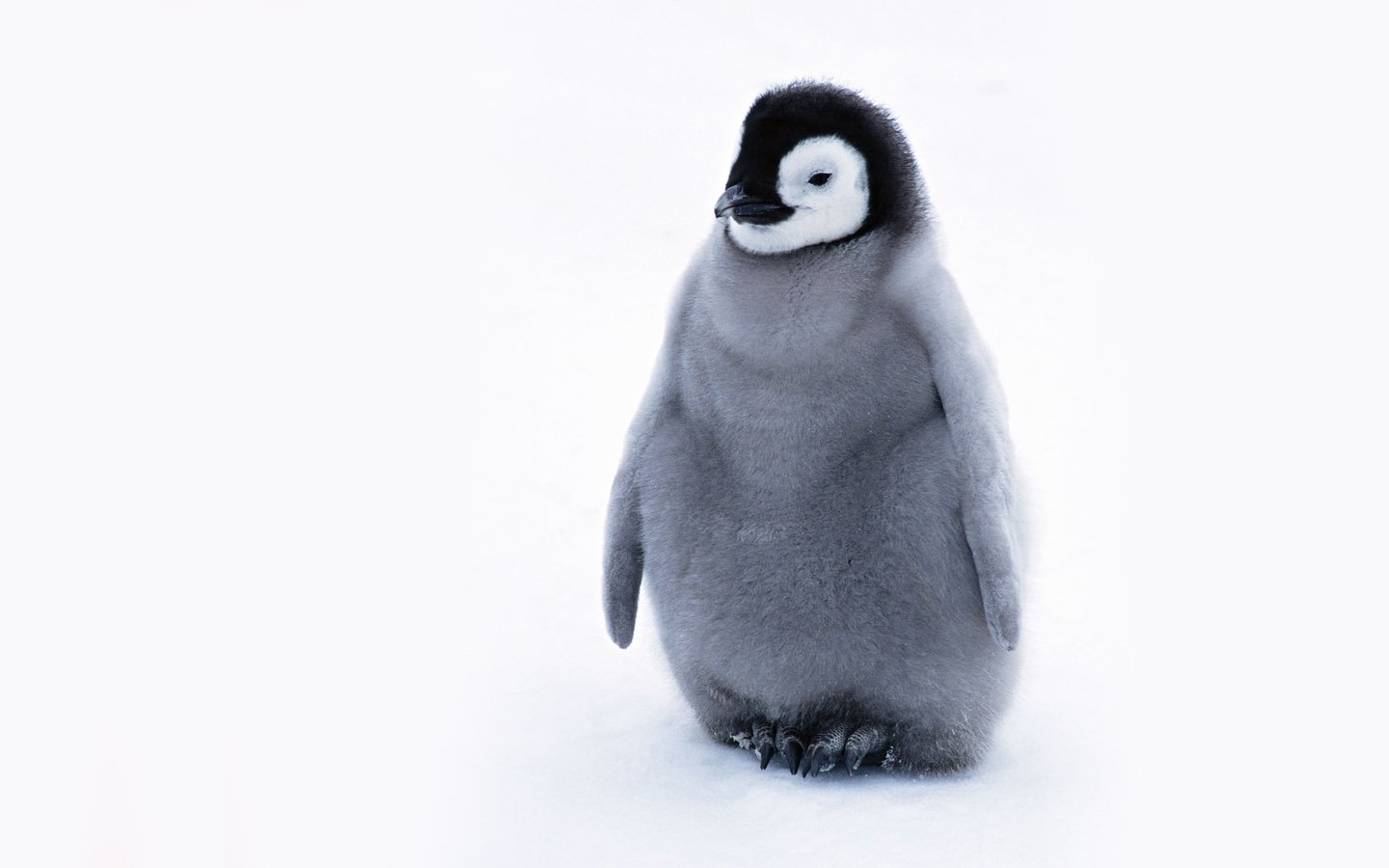 Penguins images Cute Penguin wallpaper photos 24143954