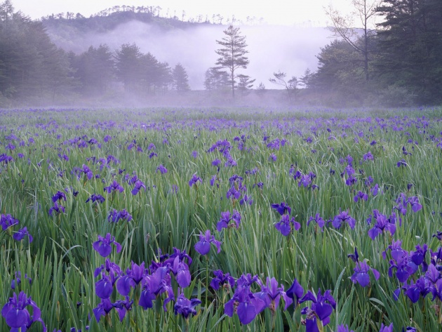 Wallpaper Iris Meadow In The Mist Near Hiroshima Photos And