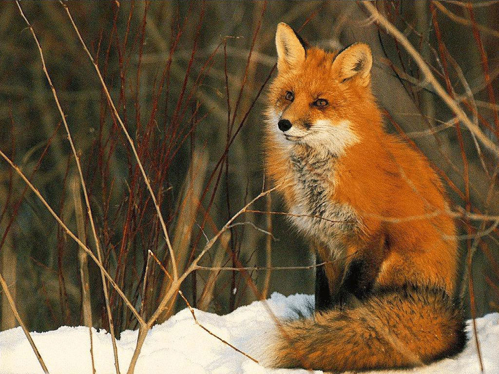 Alvaro Batistela S Fox Animal Wallpaper Animals