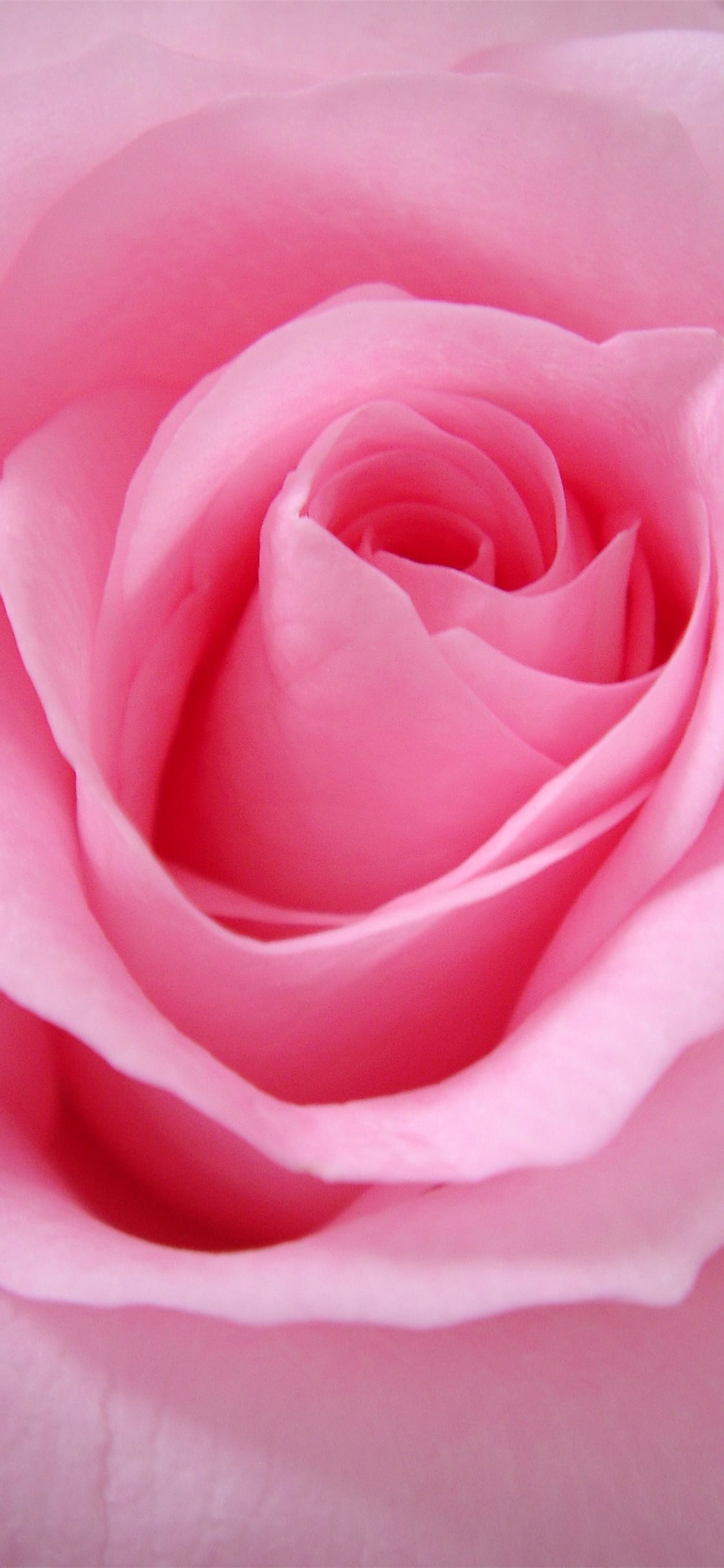 Close Up Photo Of Pink Rose iPhone Wallpaper