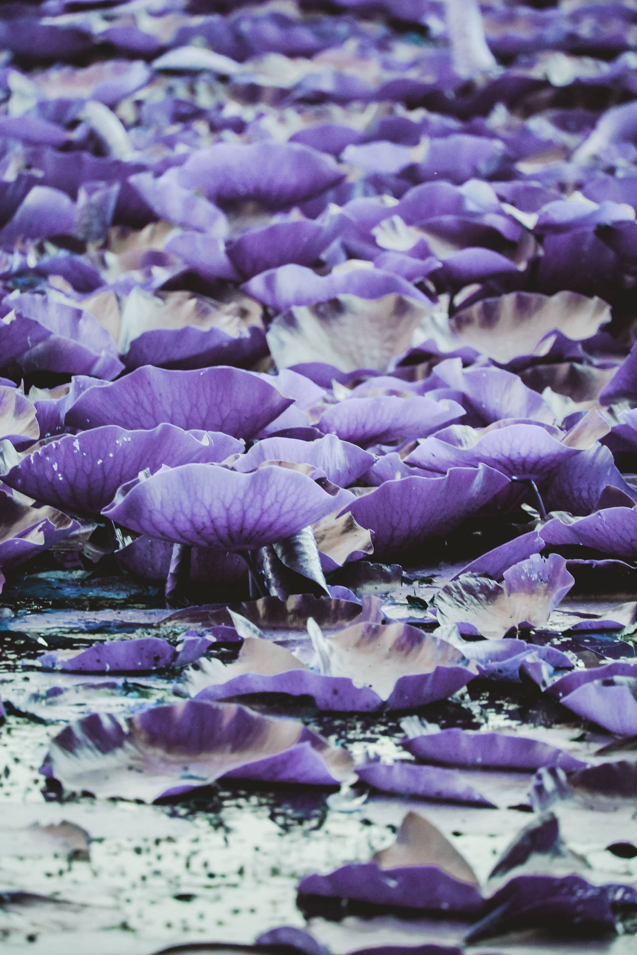 Top Dark Purple Aesthetic Wallpaper Full HD 4k To Use