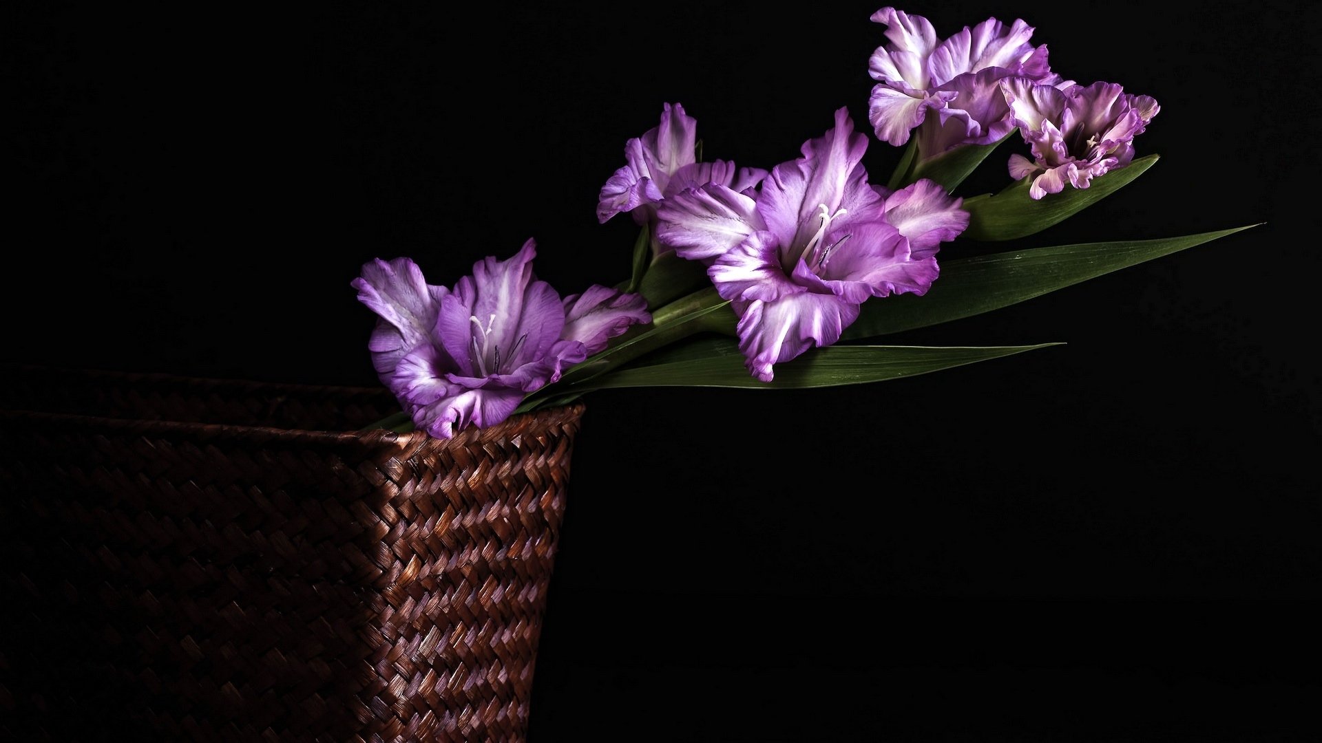 Purple Gladiolus In Basket