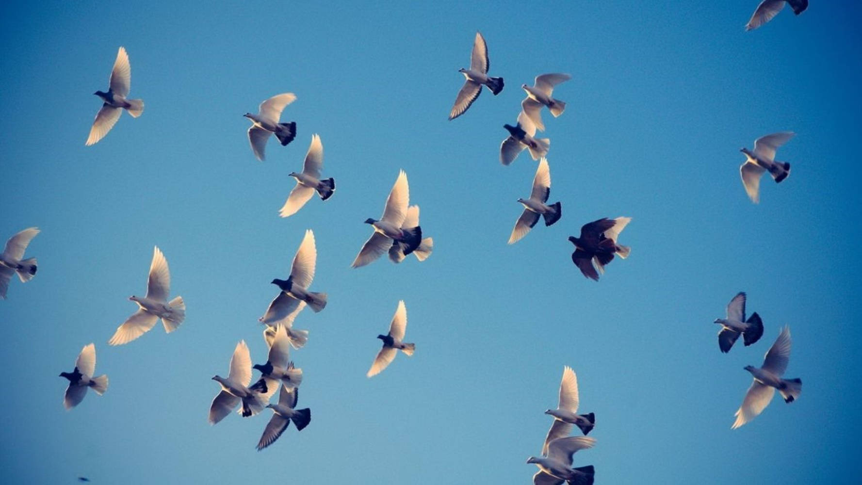 Birds Flying Wallpaper