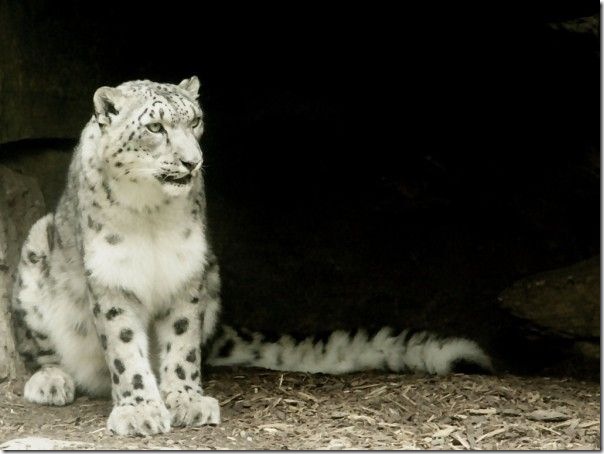 Snow Leopard Osx By Corwins
