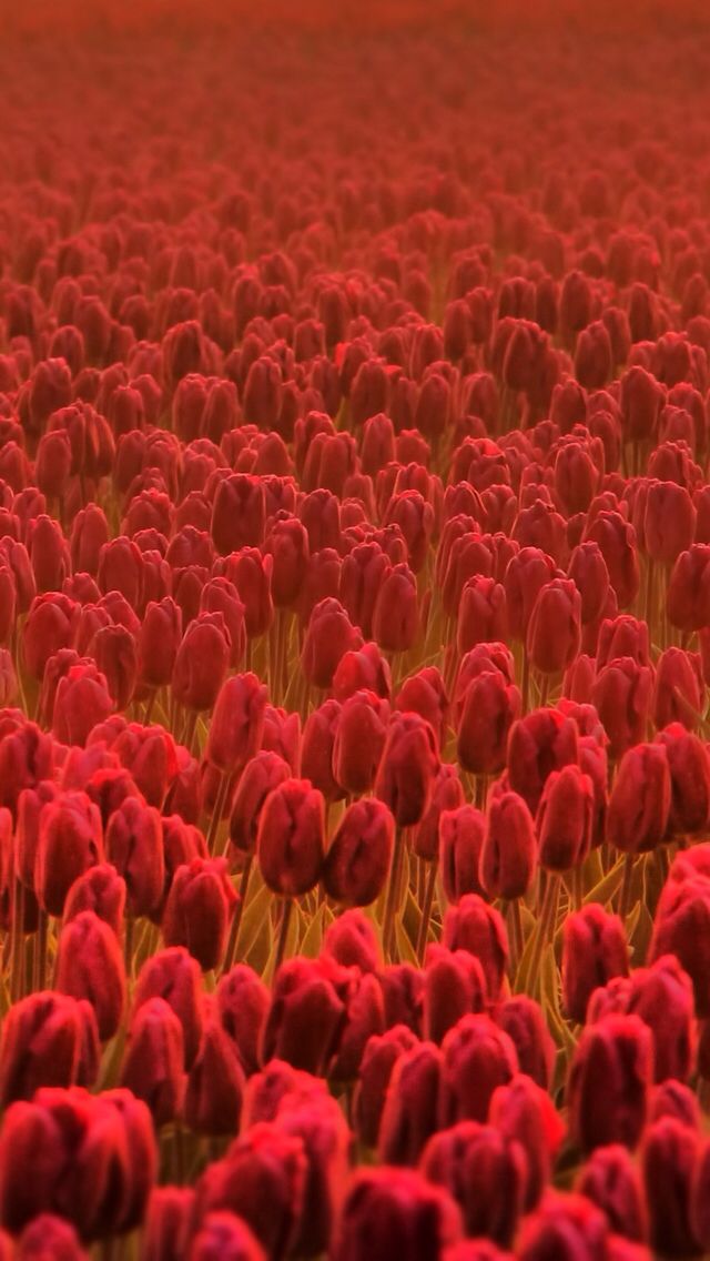 Red Tulips iPhone Wallpaper iPhone 5 wallpaper Pinterest