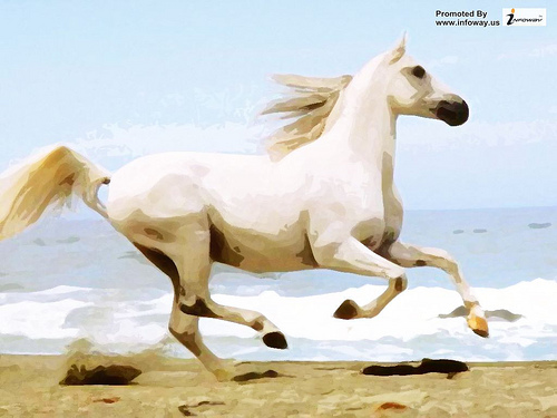 Horse Galloping On The Beach Wallpaper Sgmr Photo Sharing