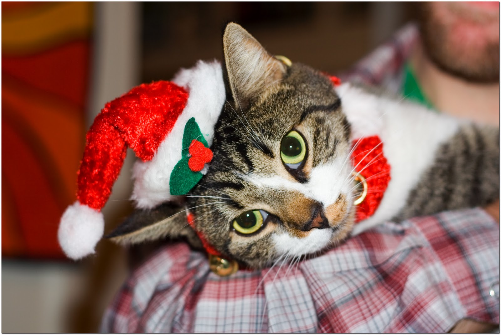 Funny Image Collection Christmas Cat Christmas Decorations christmas