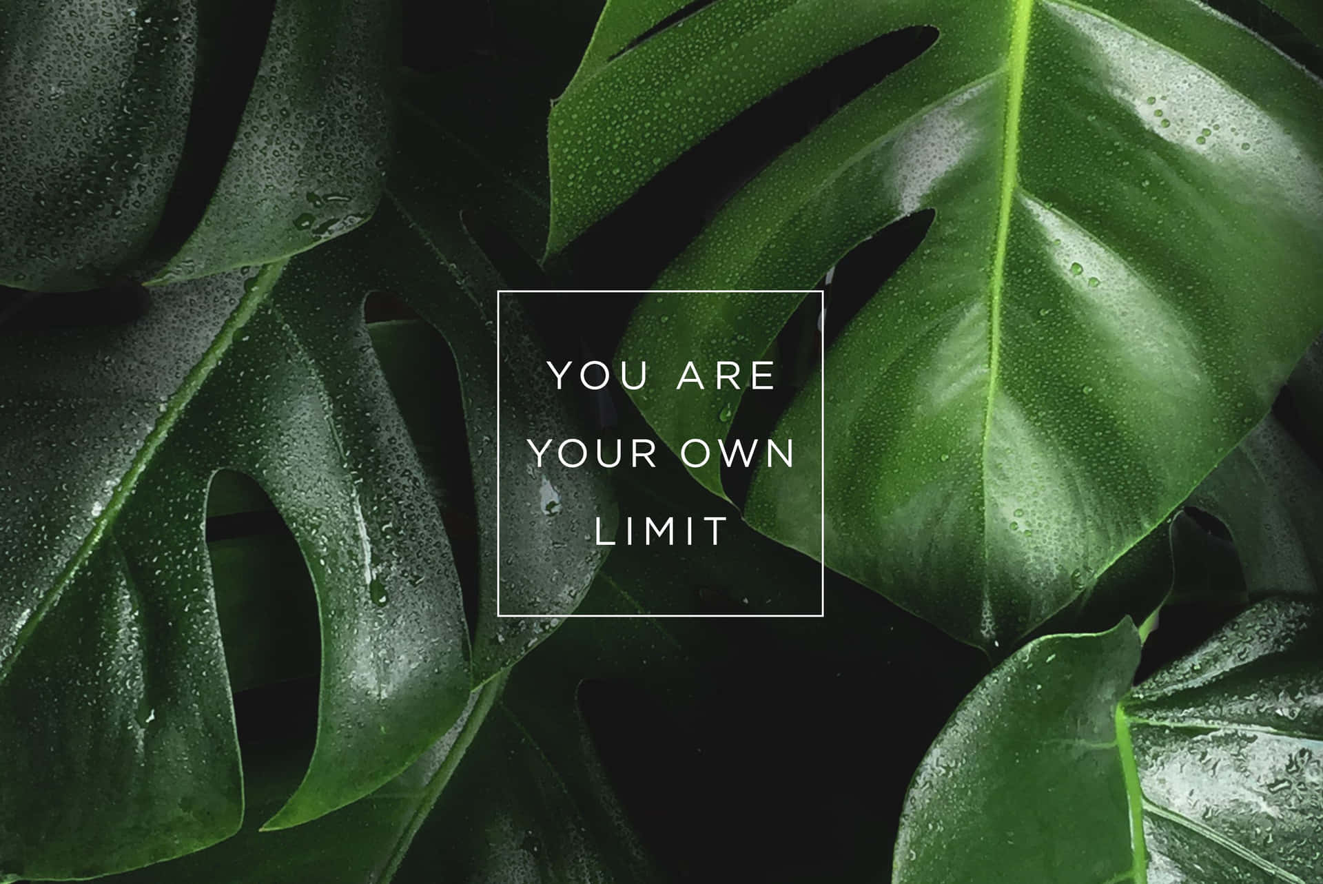 Plant Aesthetic Desktop Wallpaper