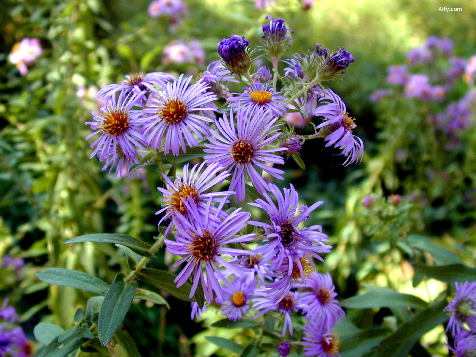 Screensavers Purple Flowers X Kb Jpeg Flower