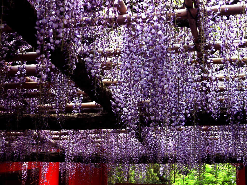 Wallpaper Desktop Flowers Flower Image