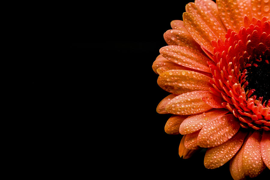 Flower Plant Beautiful Background Sophisticate Nice Nature