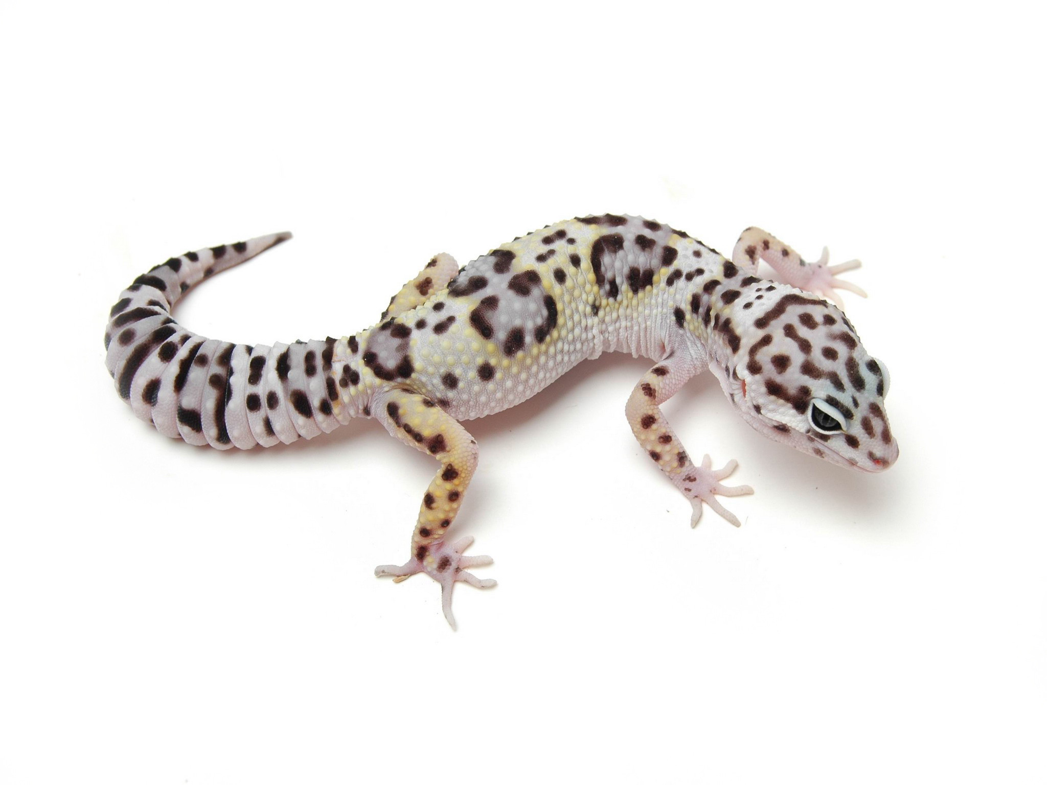 Leopard Gecko Wallpaper High Definition Suwall