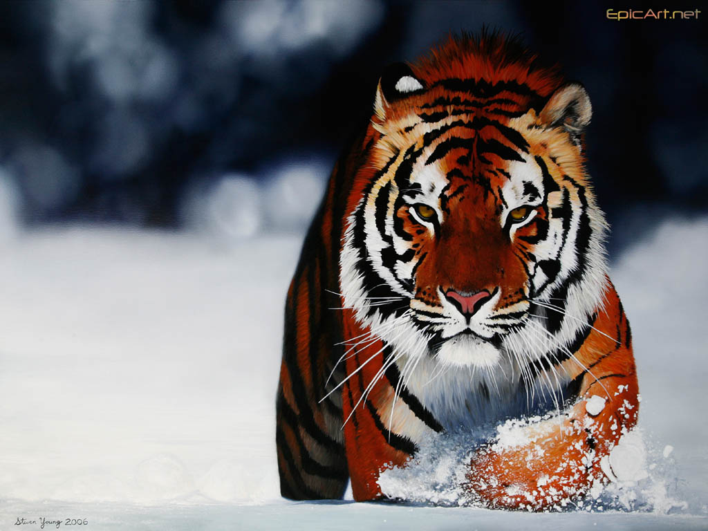 Computer wallpaper PC wallpaper Bengal Tiger in Snow