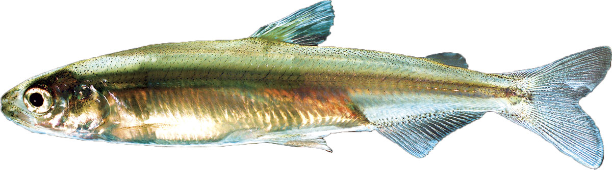 Save The Smelt Wallpaper
