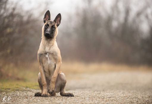 Belgian Malinois On Herding Dogs Deviantart
