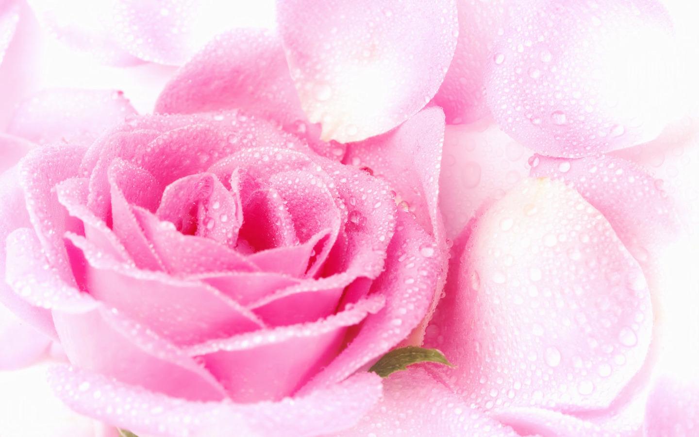 Cute Pink Roses Wallpaper For Desktop