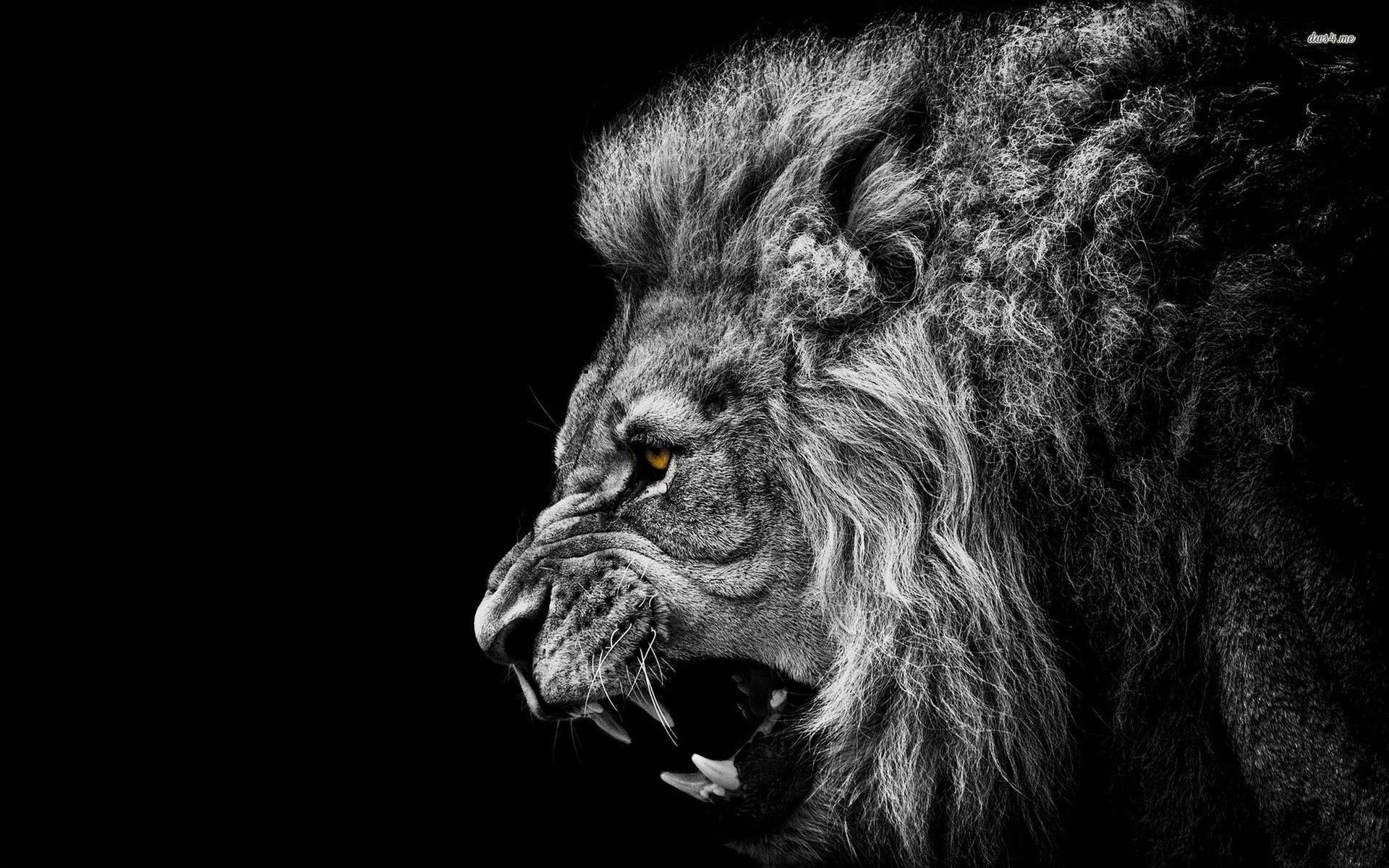 Lion Wallpaper Desktop Image