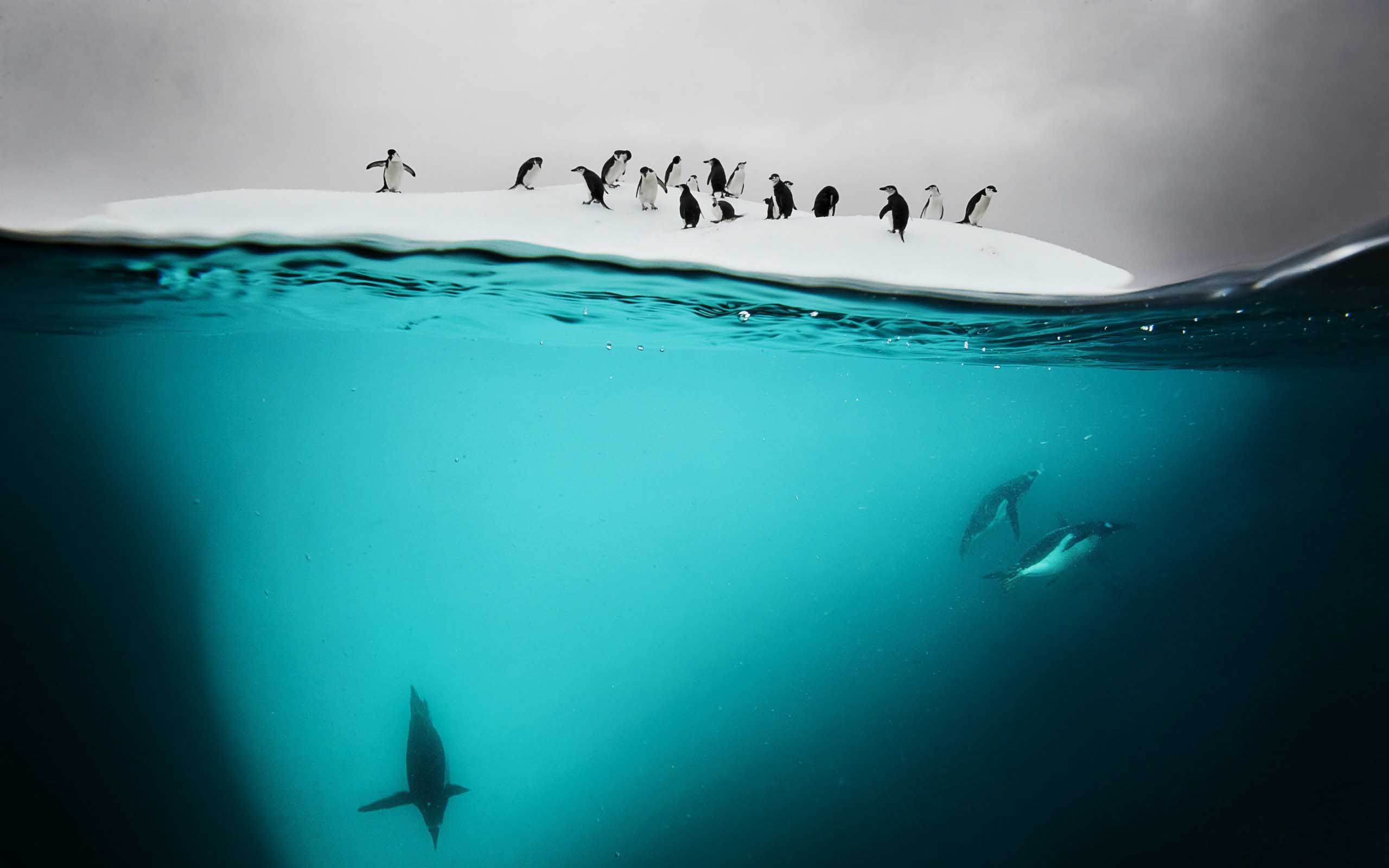 Animals Antarctic Underwater Penguins Swimming Background