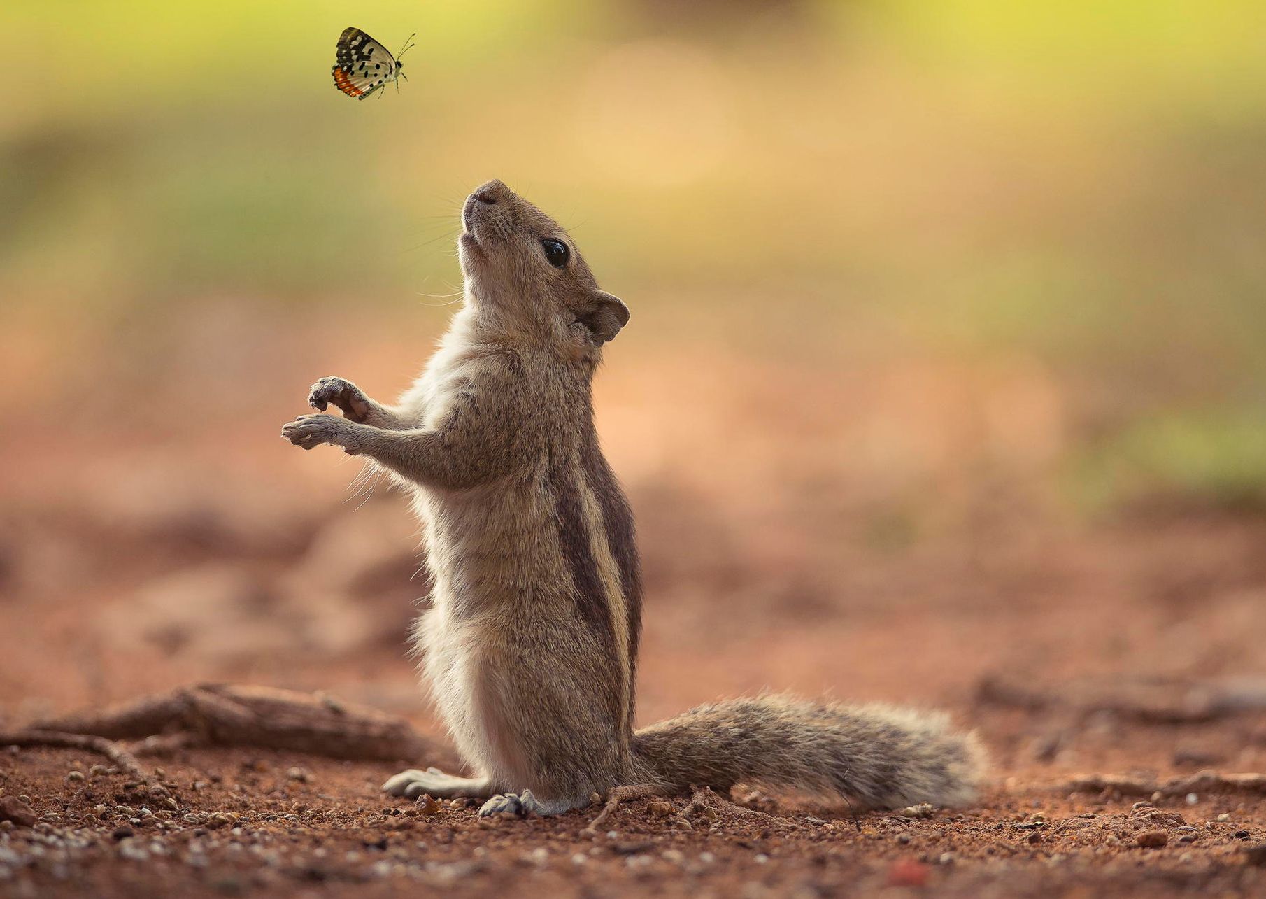 Animal Planet Wallpaper