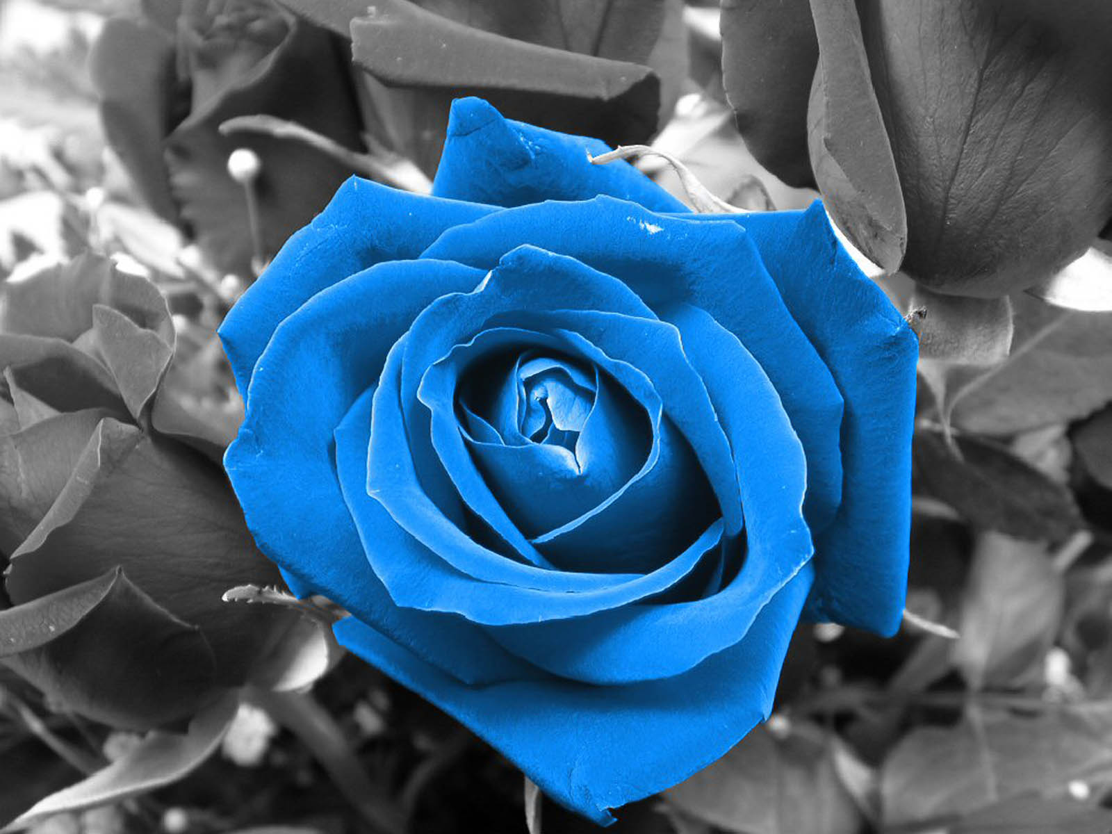 The Blue Rose Wallpaper Desktop