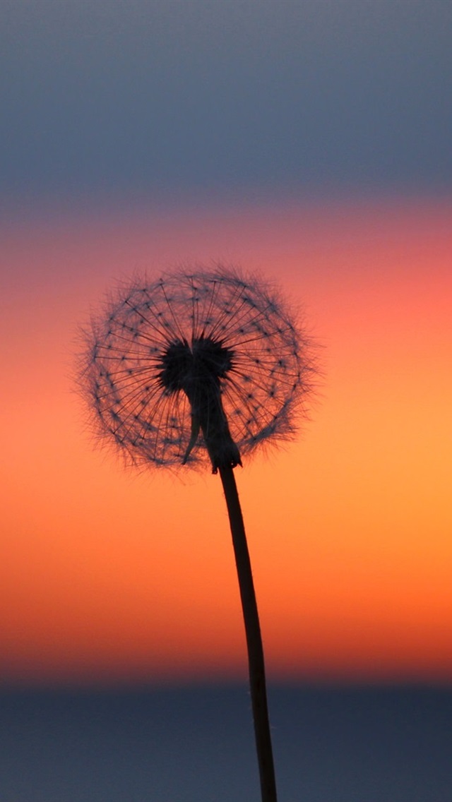 Wallpaper Dandelion Flower At Sunset Red Sky HD Picture