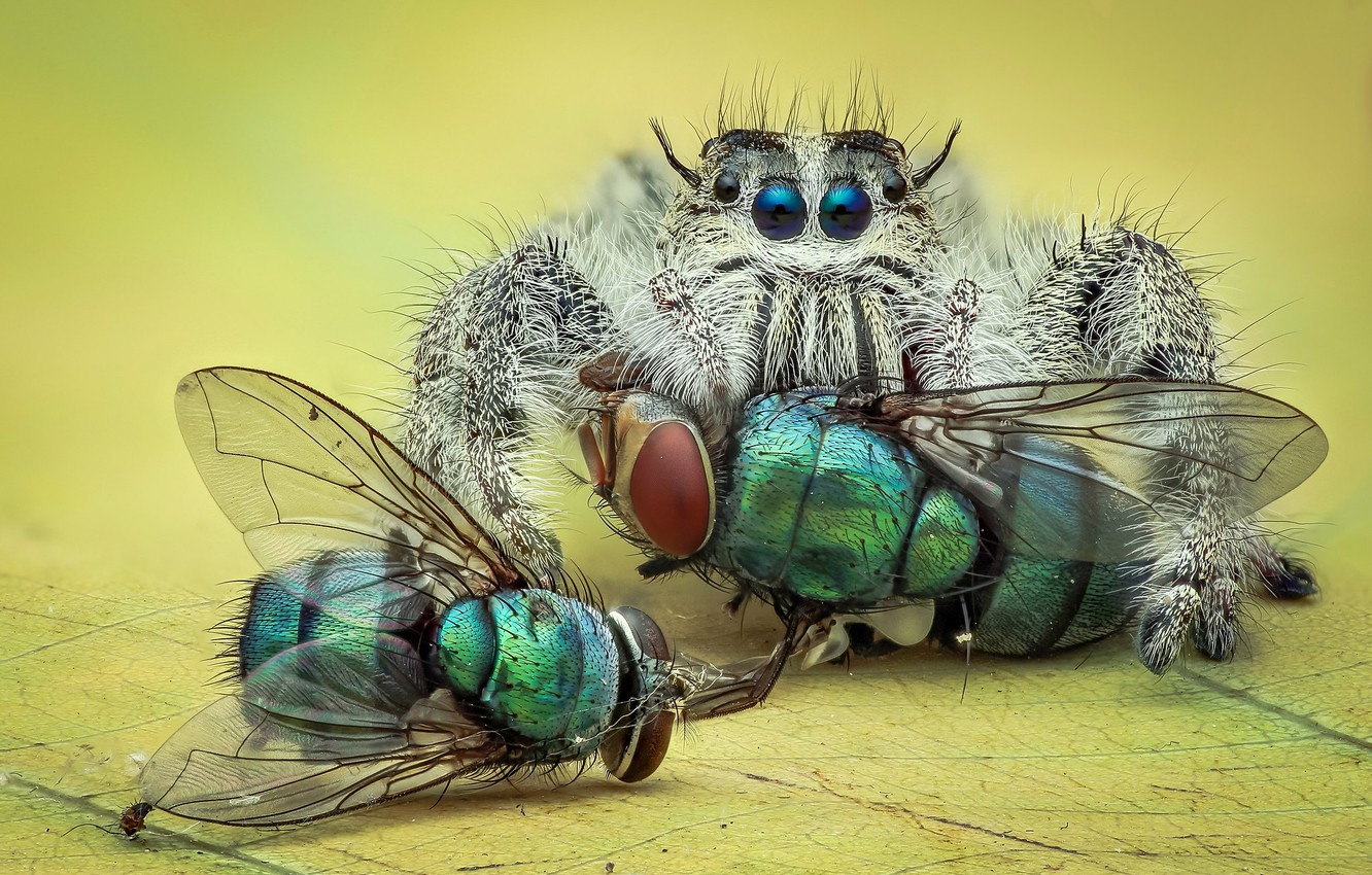 Wallpaper Look Macro Insects Background Spider Green Mining