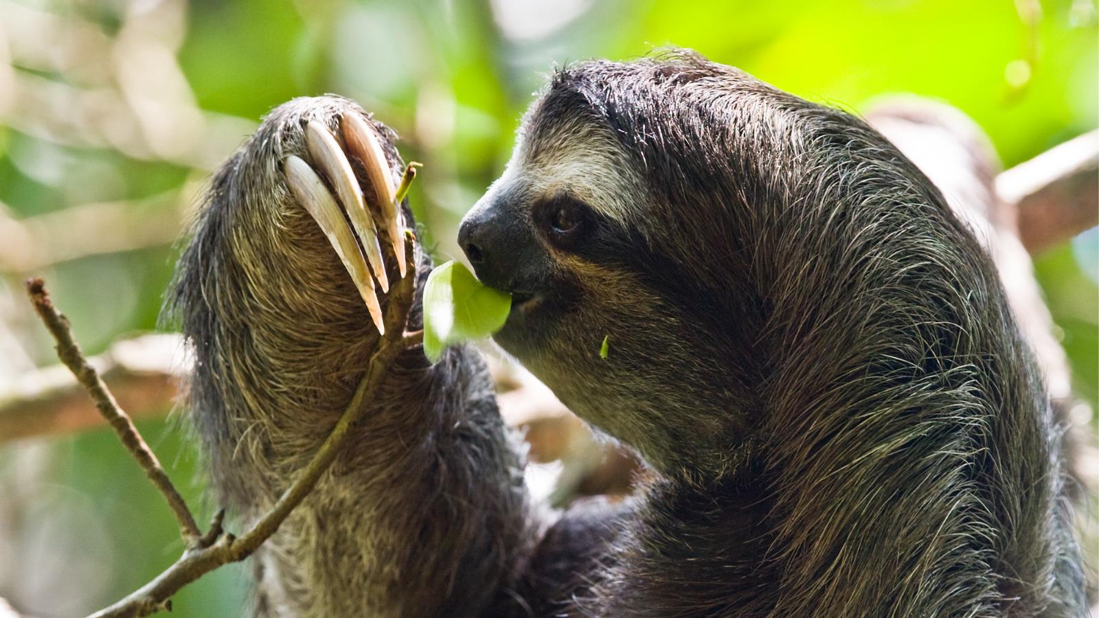Three Toed Sloth Wallpaper And Background Image