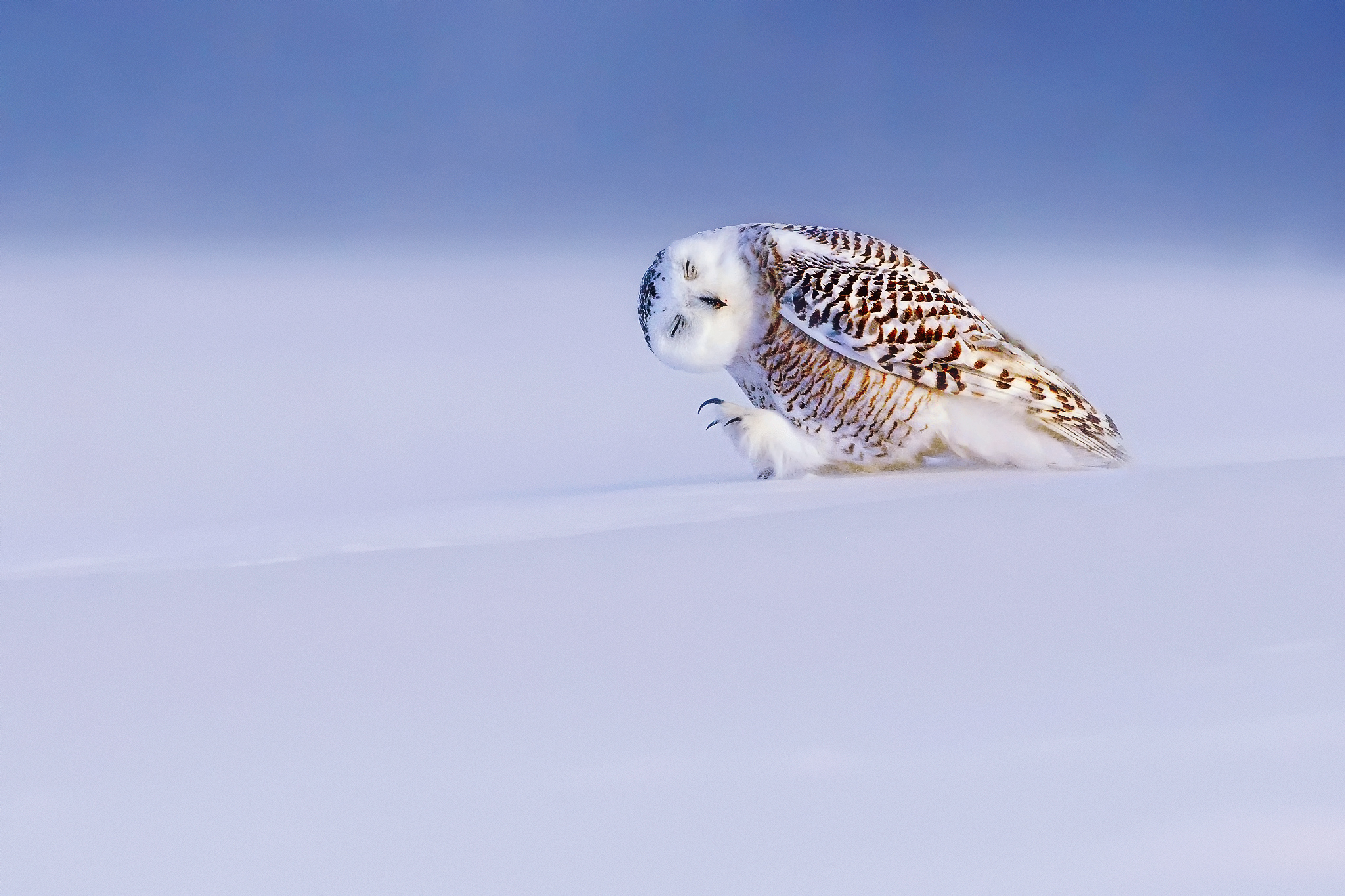 Wallpaper bird snowy owl snowy owl bubo scandiacus nyctea