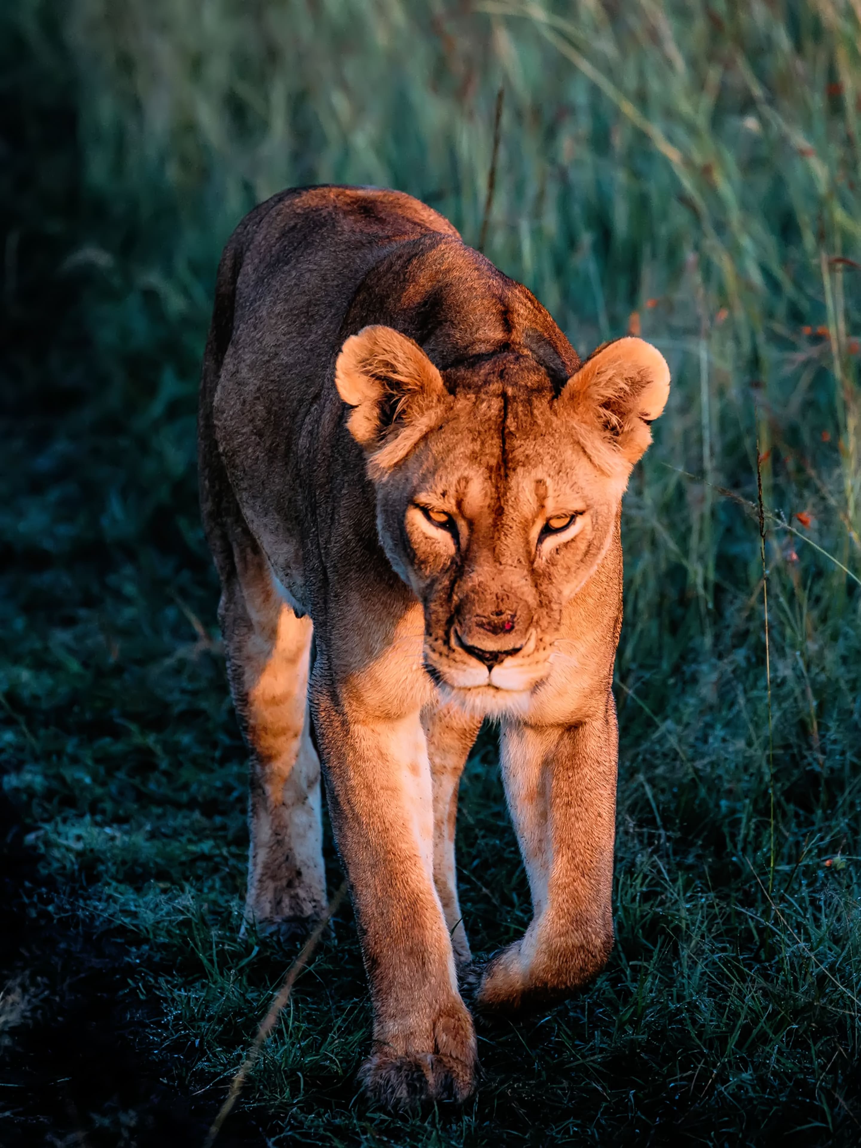 Lioness iPhone Wallpaper