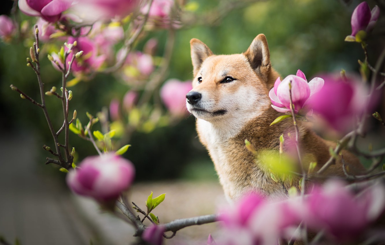 Wallpaper Look Face Flowers Branches Nature Portrait Dog