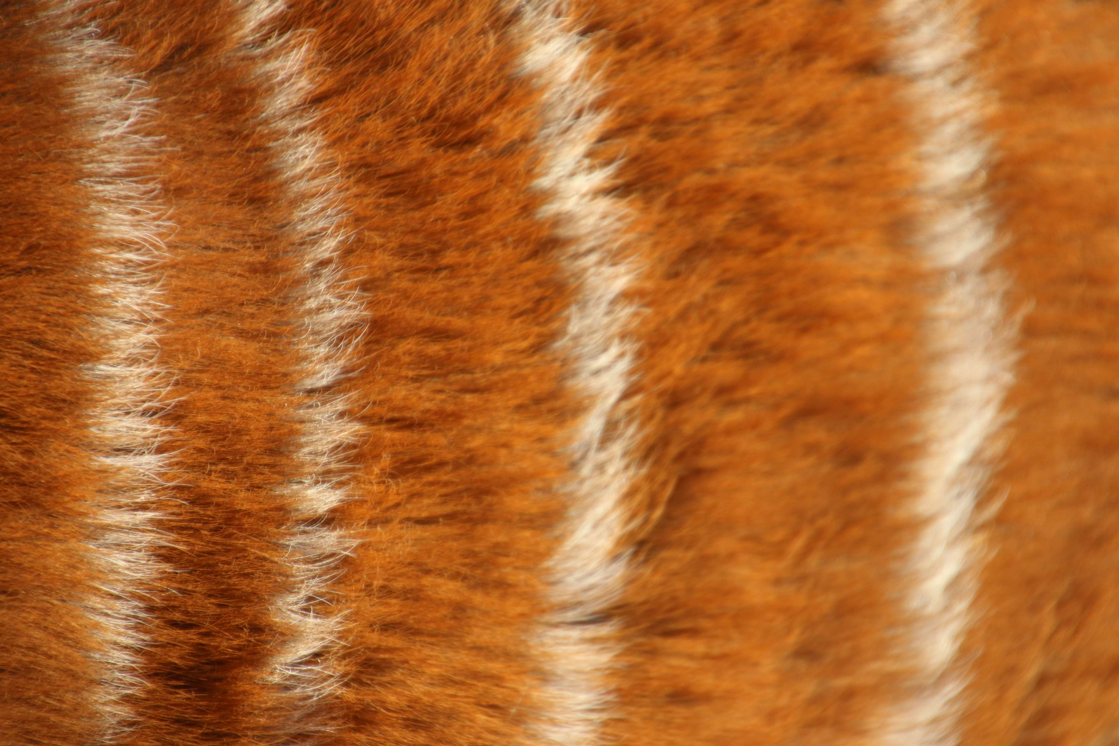 Animal Fur Wallpaper On