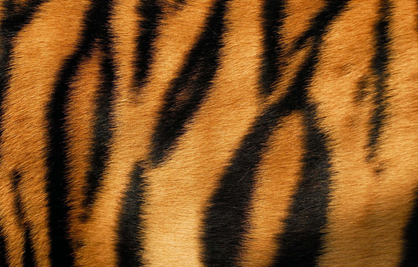 Closeup Of Animal Fur Wallpaper