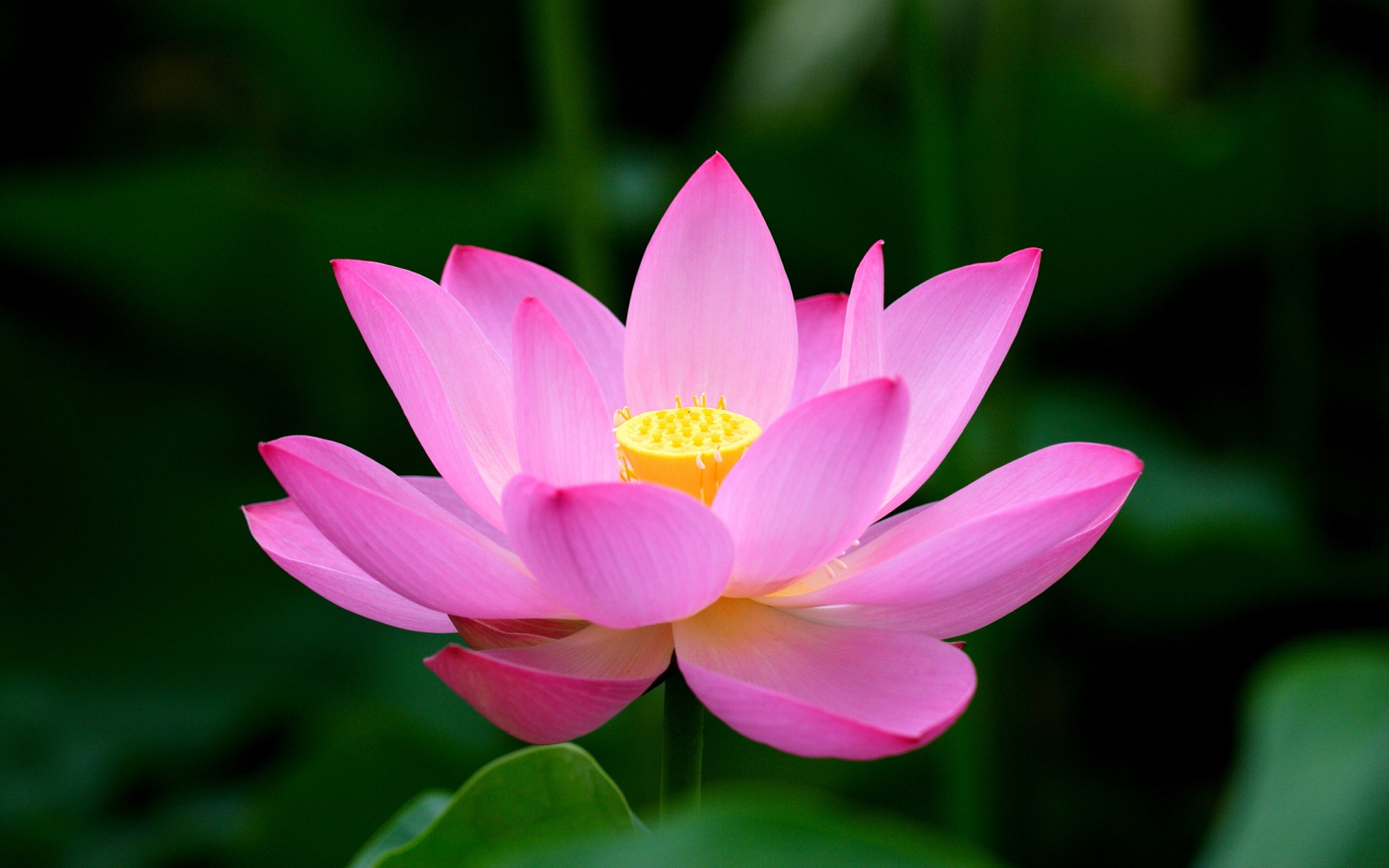 Beautiful Lotus Best HD Background Wallpaper Rocks