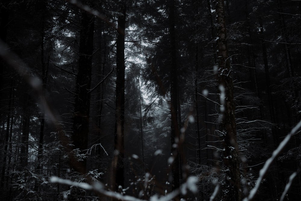 Wallpapers dark snow winter forest Forest With