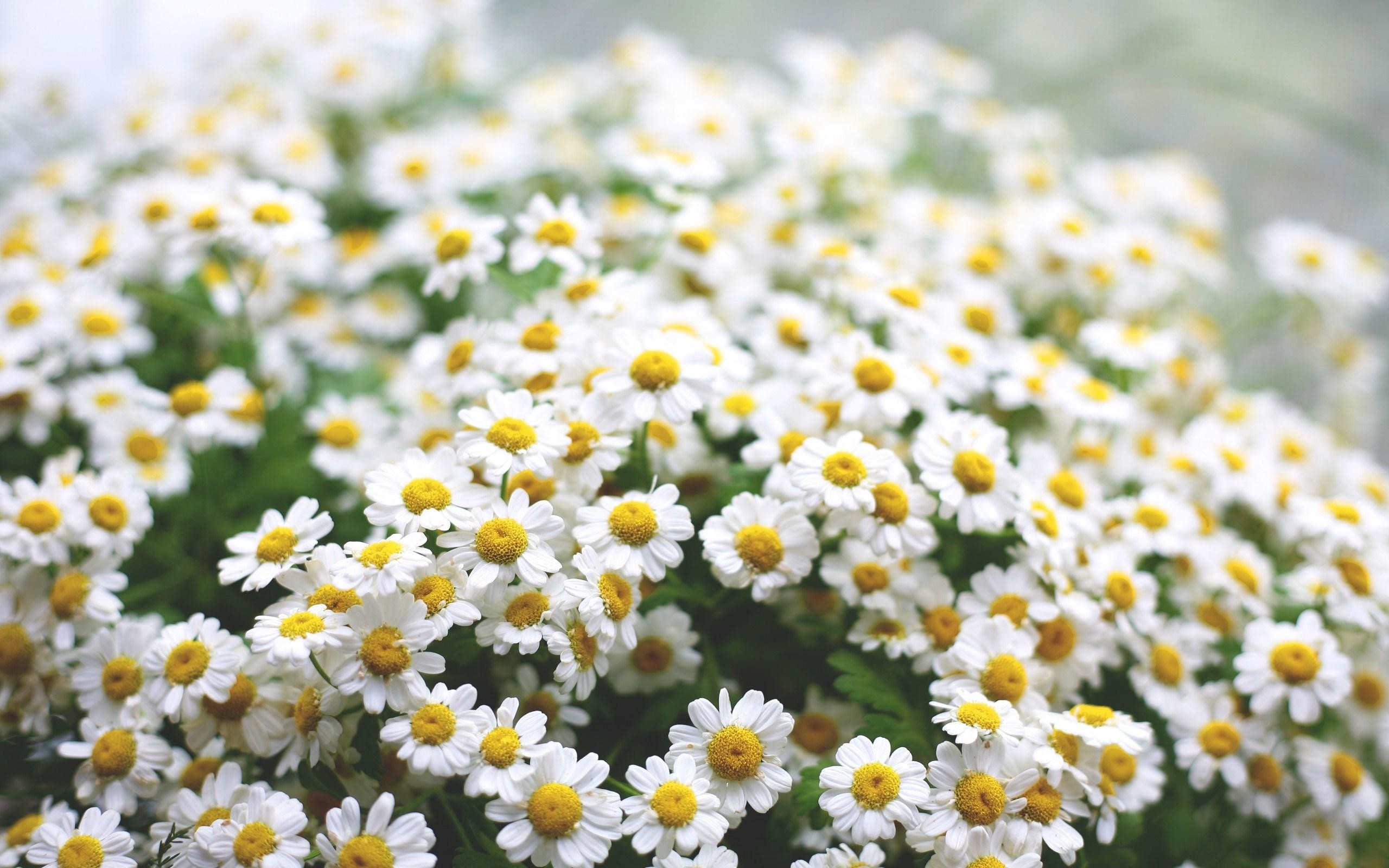 Daisy Flower Wallpaper