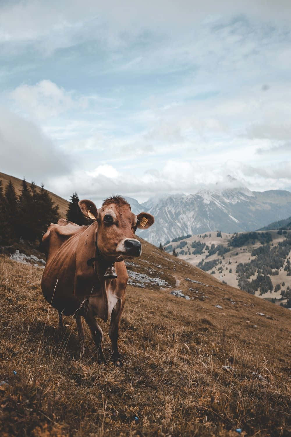 Cow iPhone Wallpaper