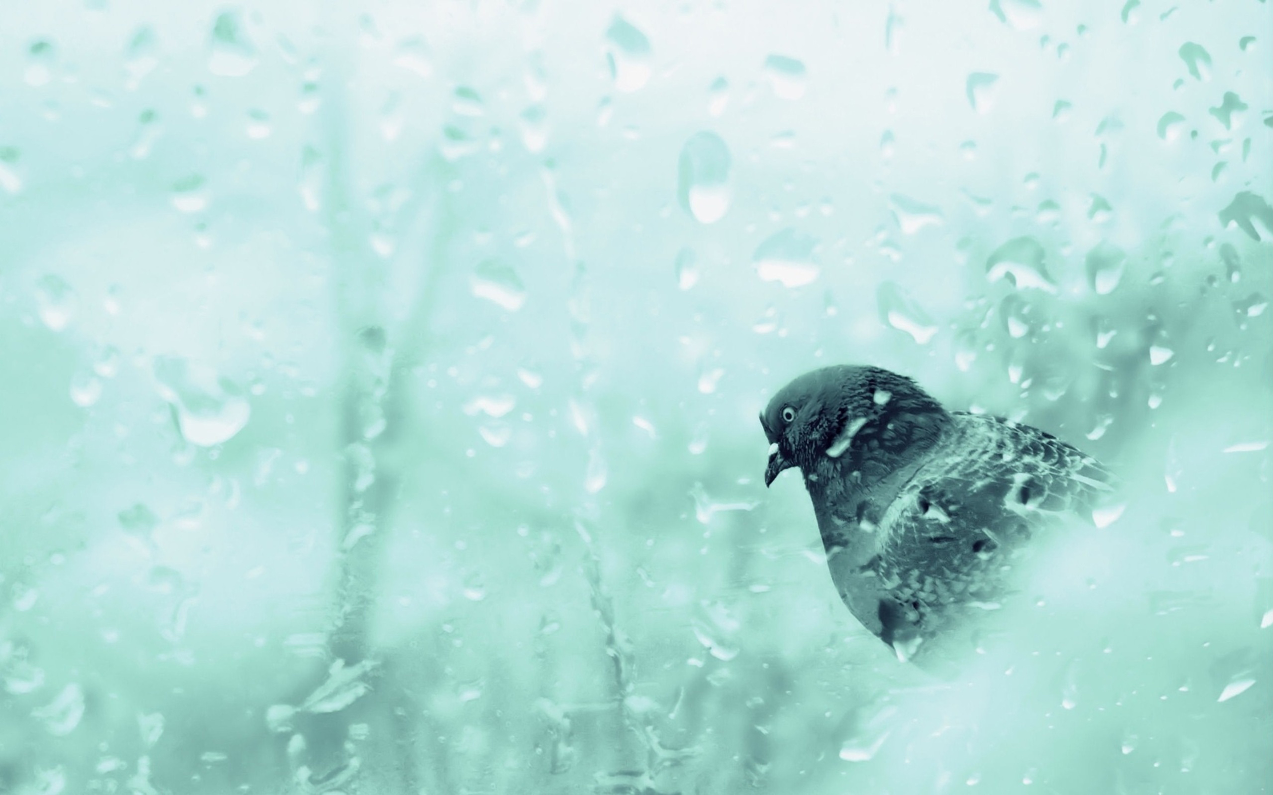 Download Dove In Rainy Day Wallpaper Free Wallpapers