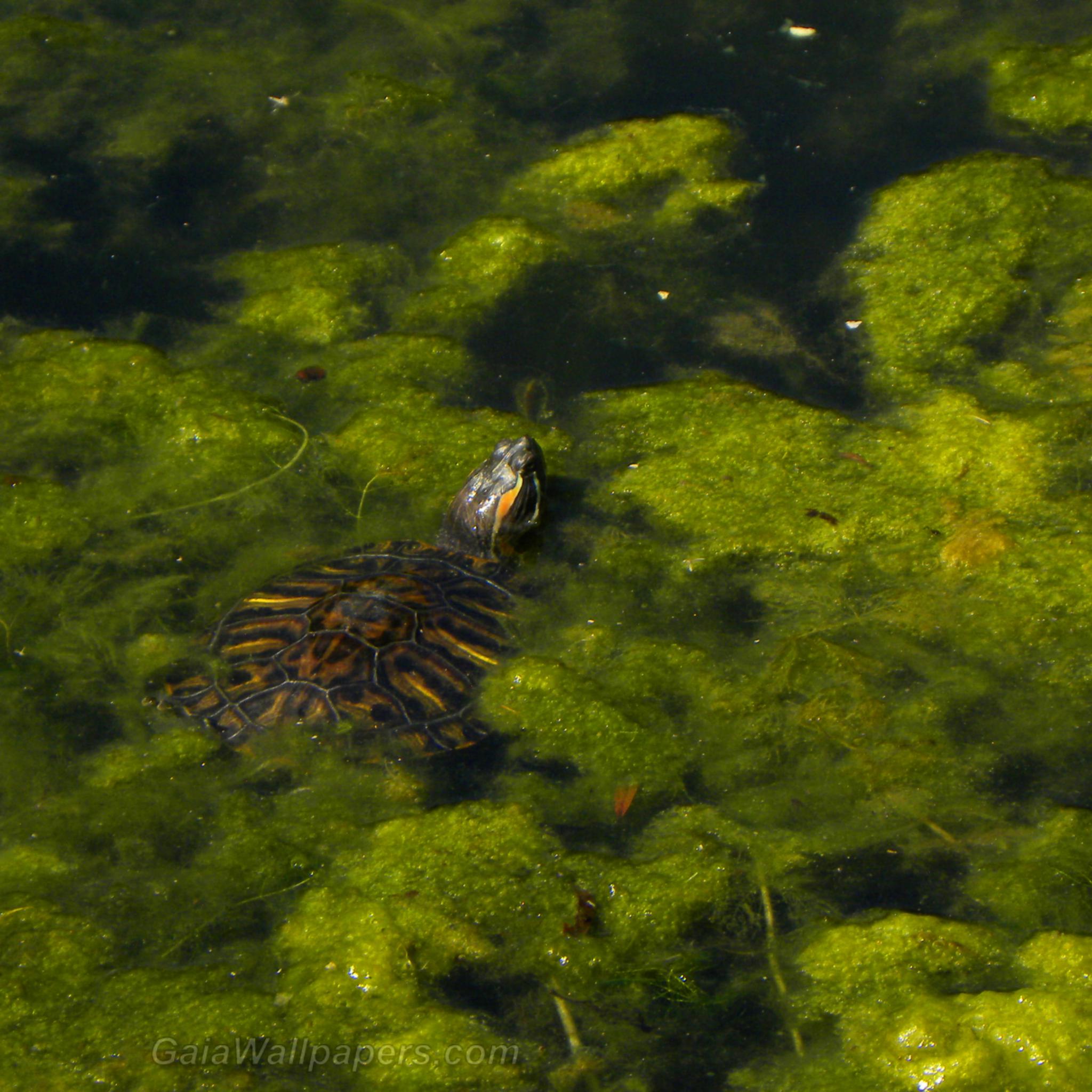 Red Eared Slider Turtle Hidden In The Marsh Wallpaper
