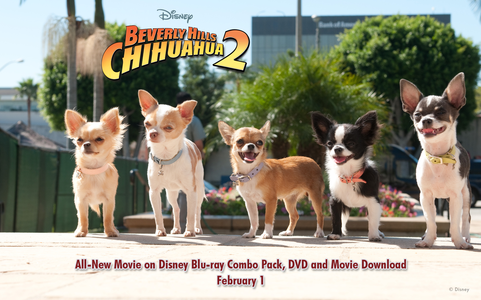Beverly Hills Chihuahua Wallpaper Desktop