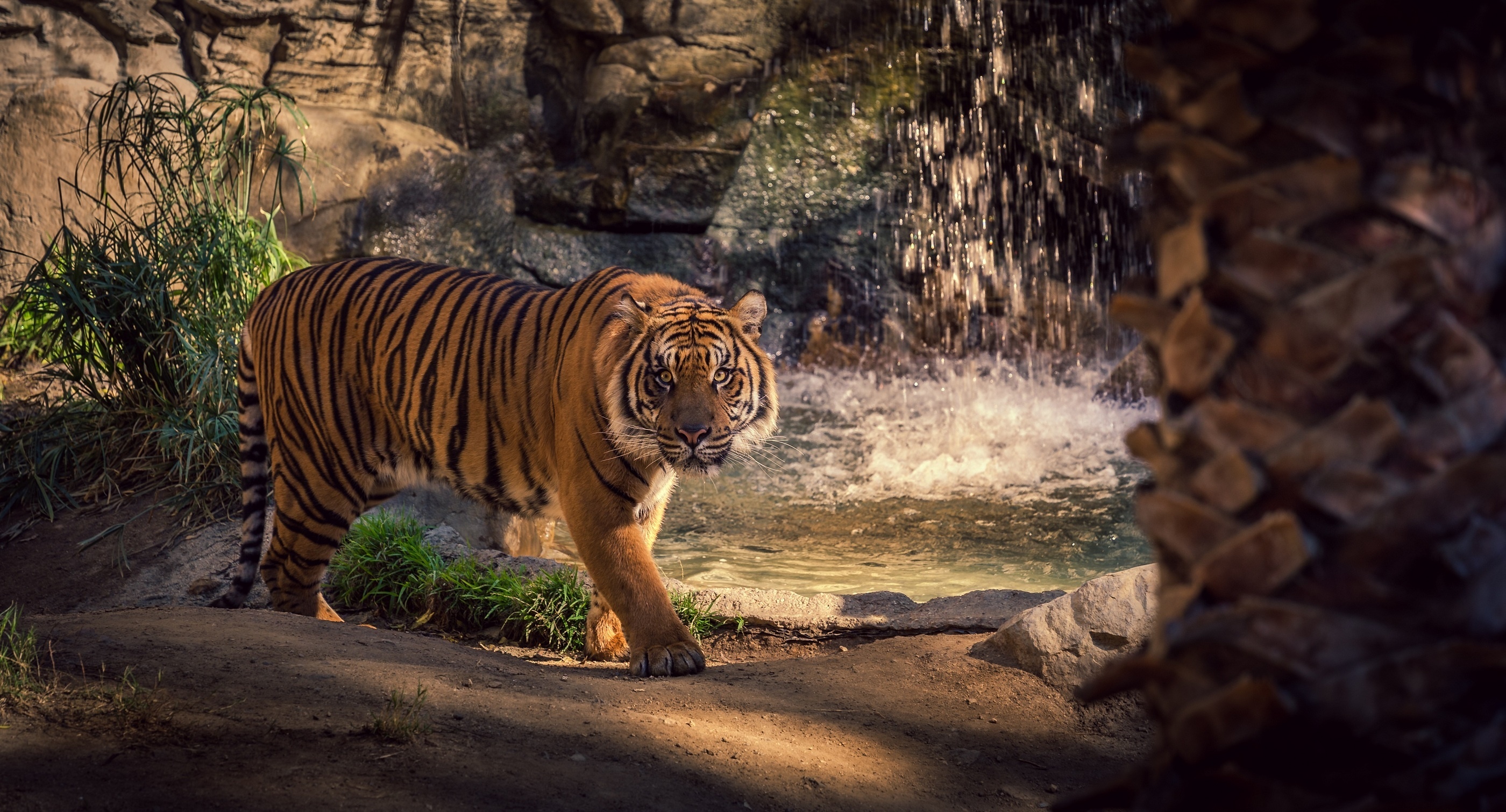 Tiger Wild Cat Rocks Water Waterfall Wallpaper