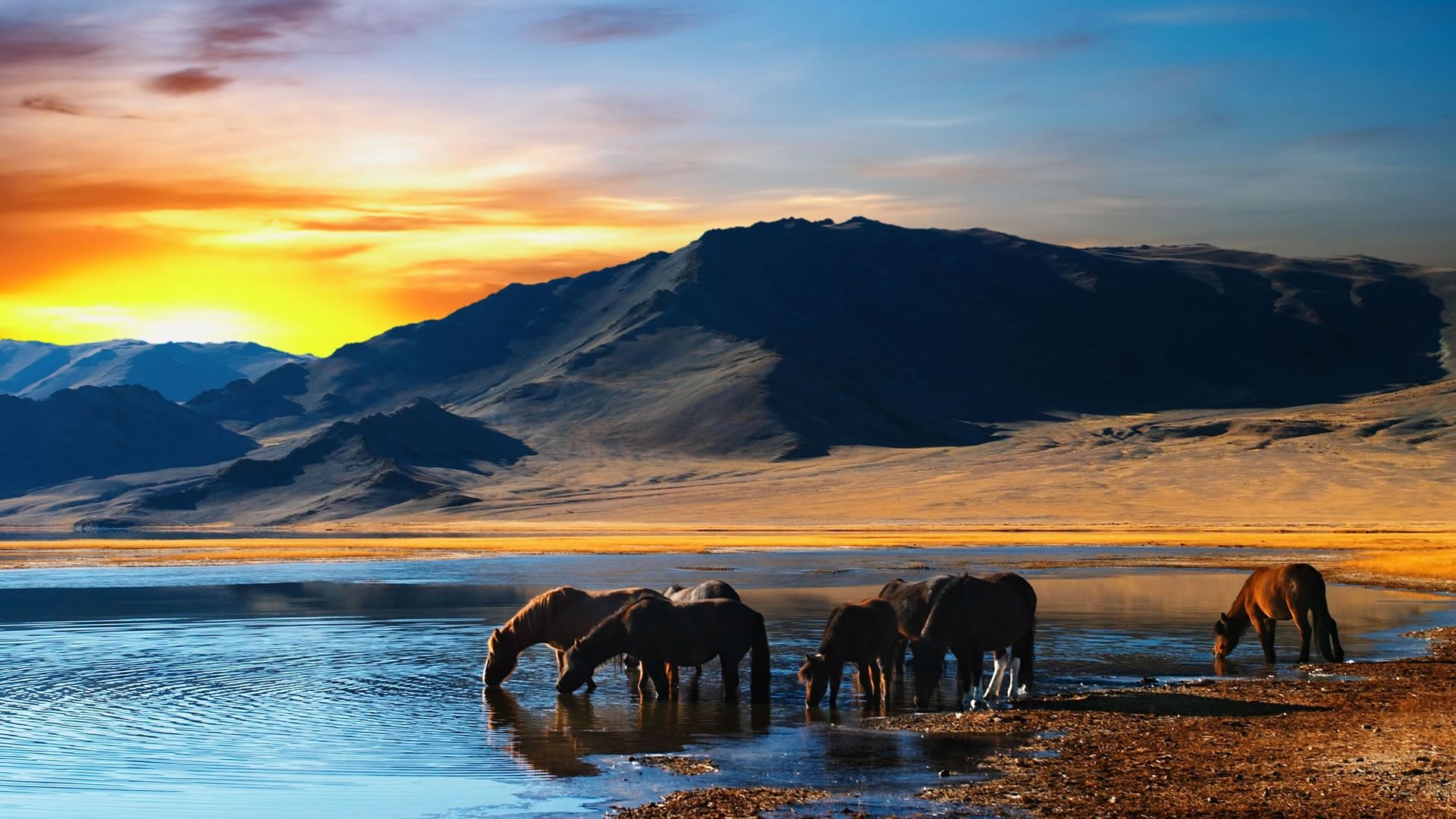Nature Amazing Scene With Horses Picture Nr