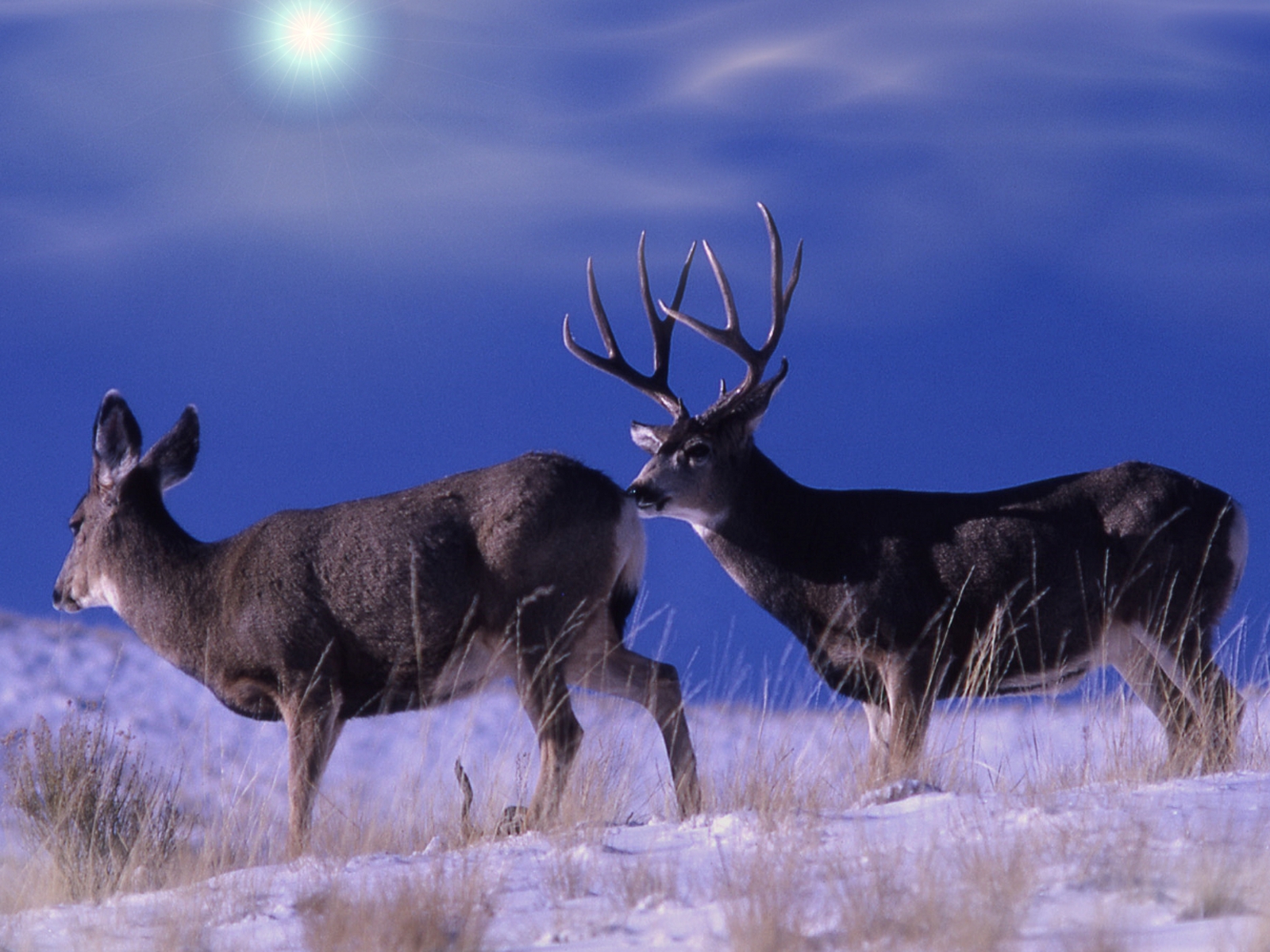Mule Deer Wallpaper HD