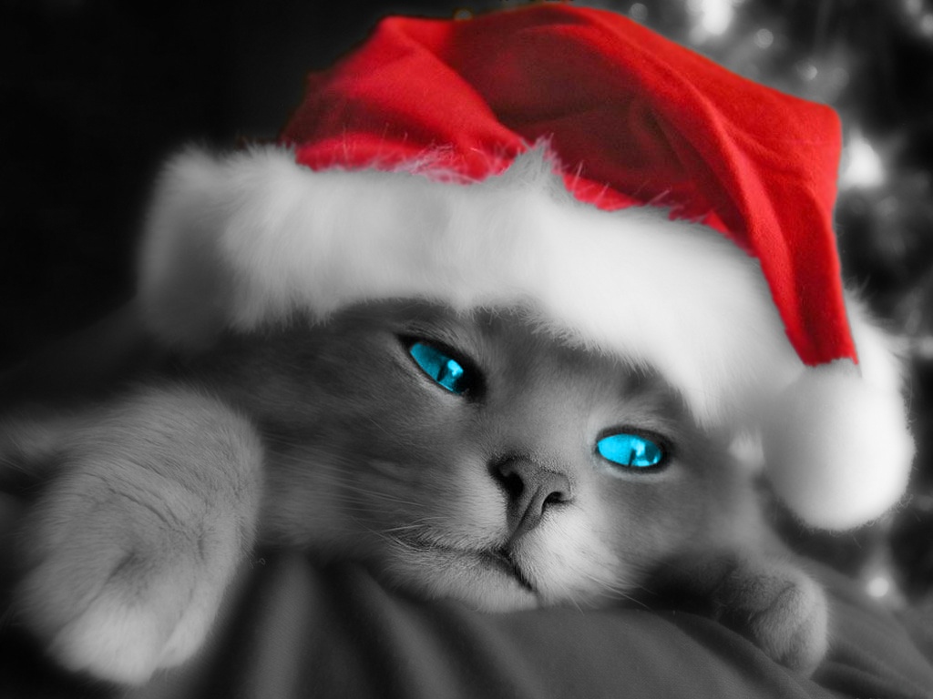 High Definition Photo And Wallpaper Christmas