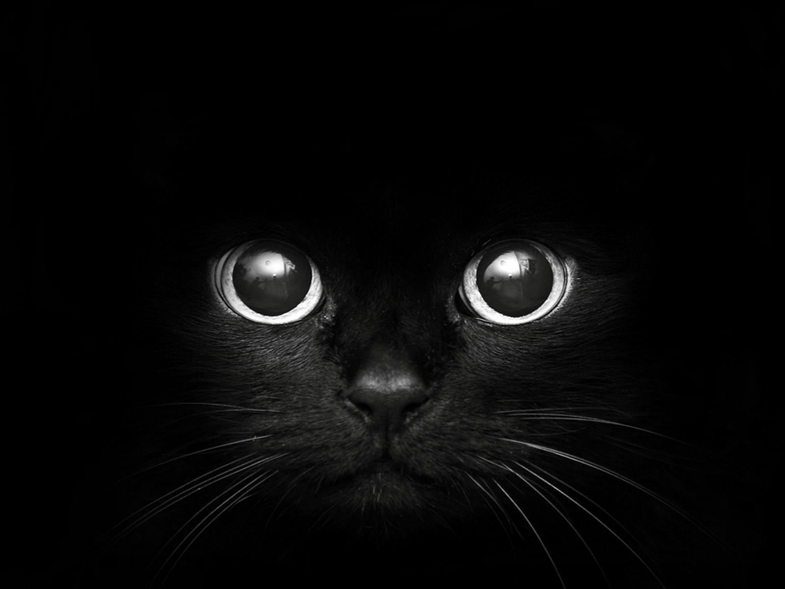 Black Cat Wallpaper   HD Wallpapers Backgrounds of Your Choice