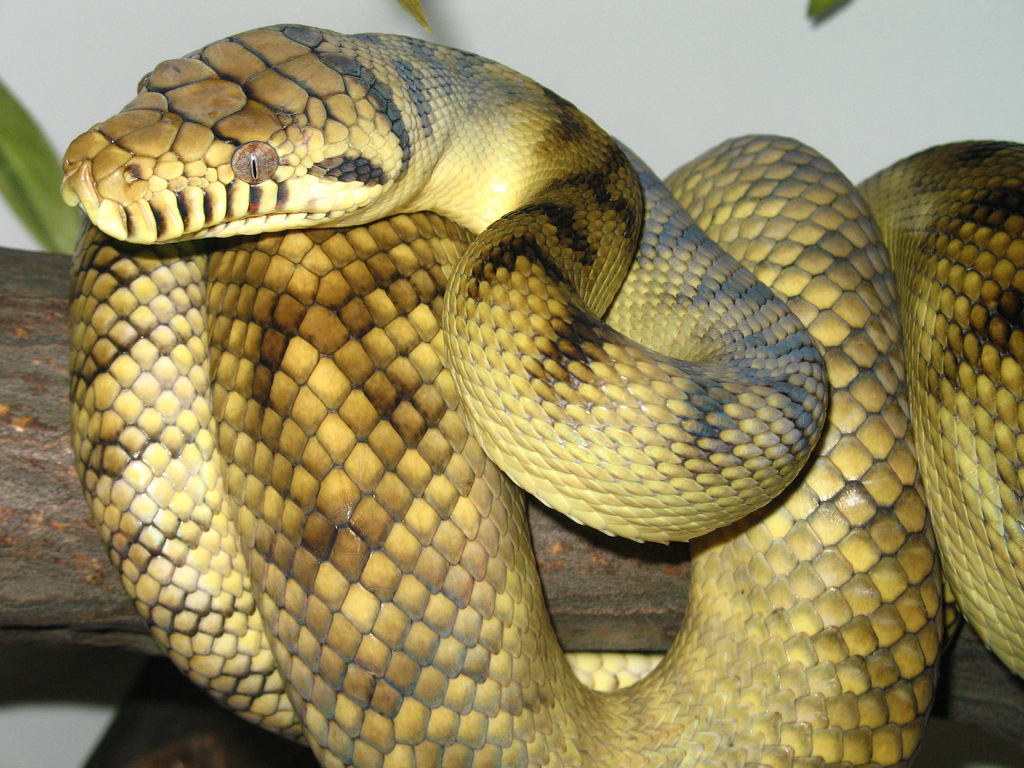 Amethystine Python Snake Wallpapers All About Snake World   Snake