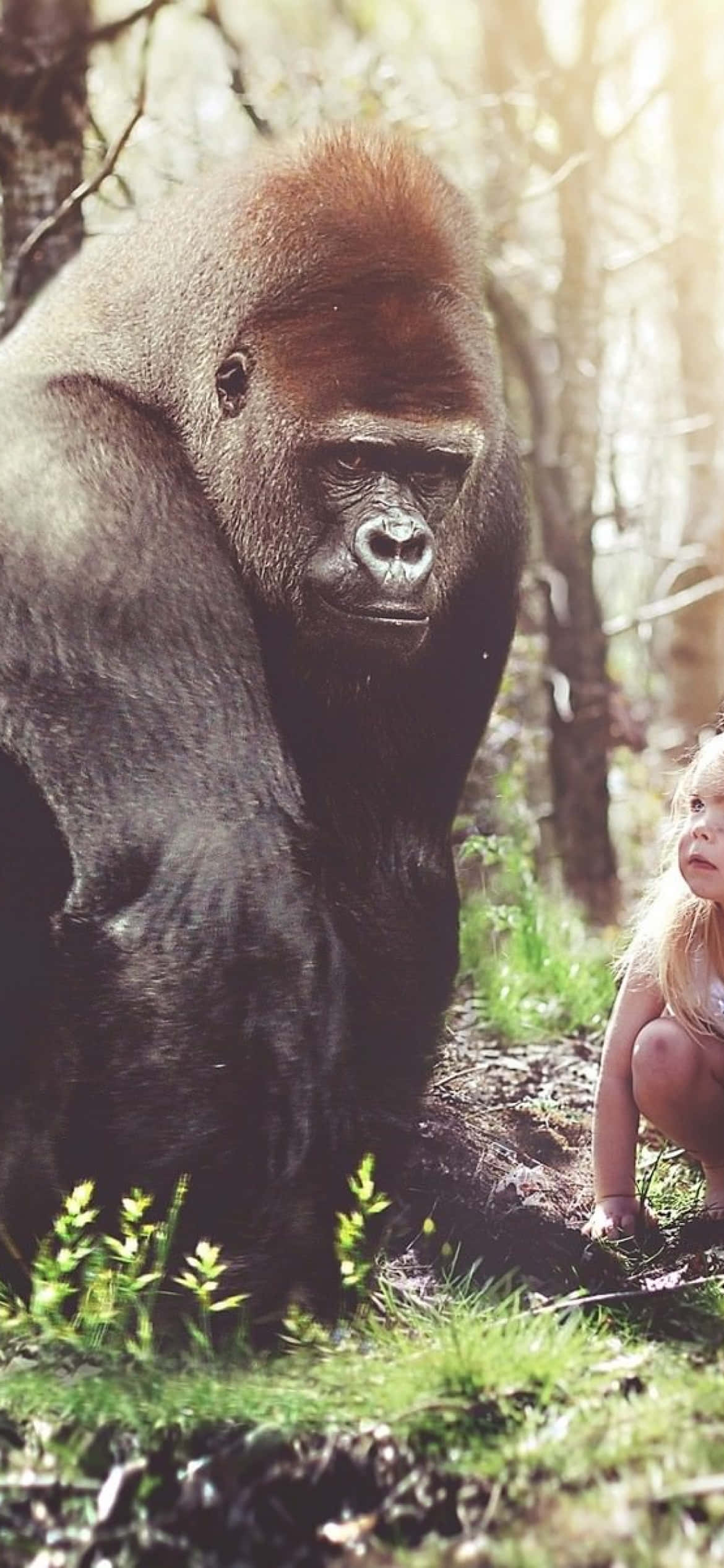iPhone Xs Gorilla Background Wallpaper