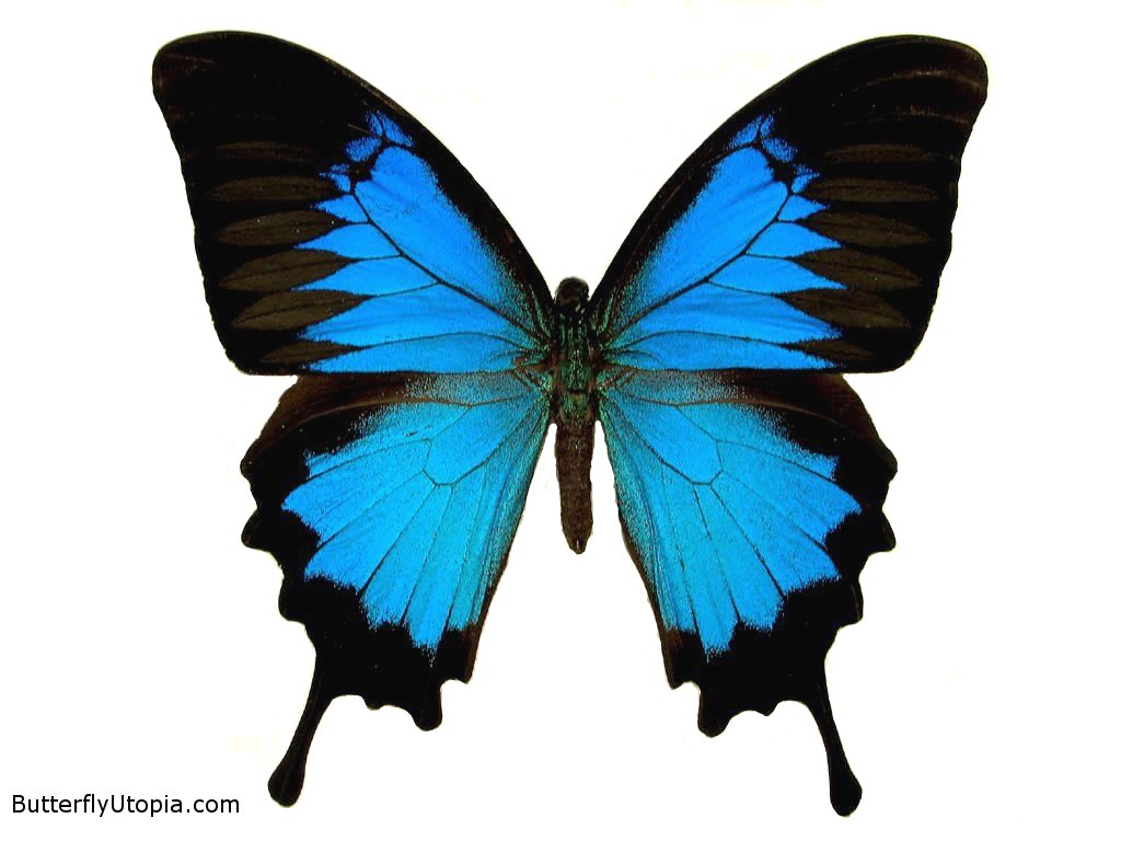 Blue Butterflies Wallpaper Funny Animal