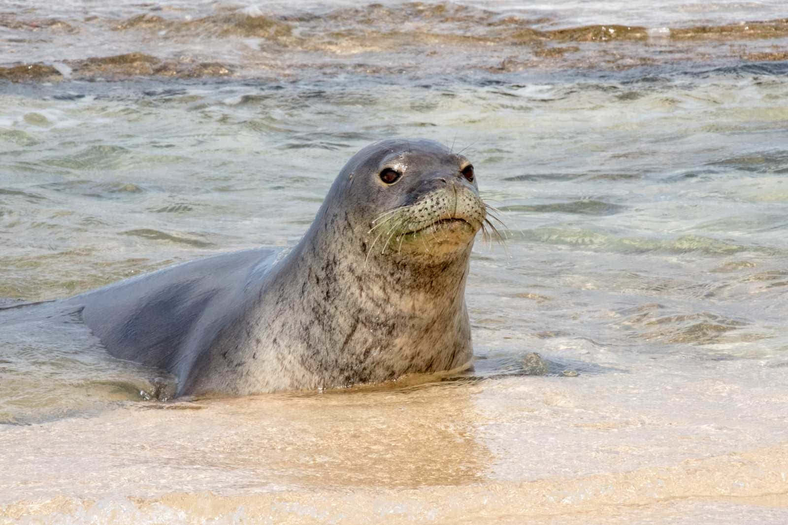 Monk Seal On Shoreline Wallpaper