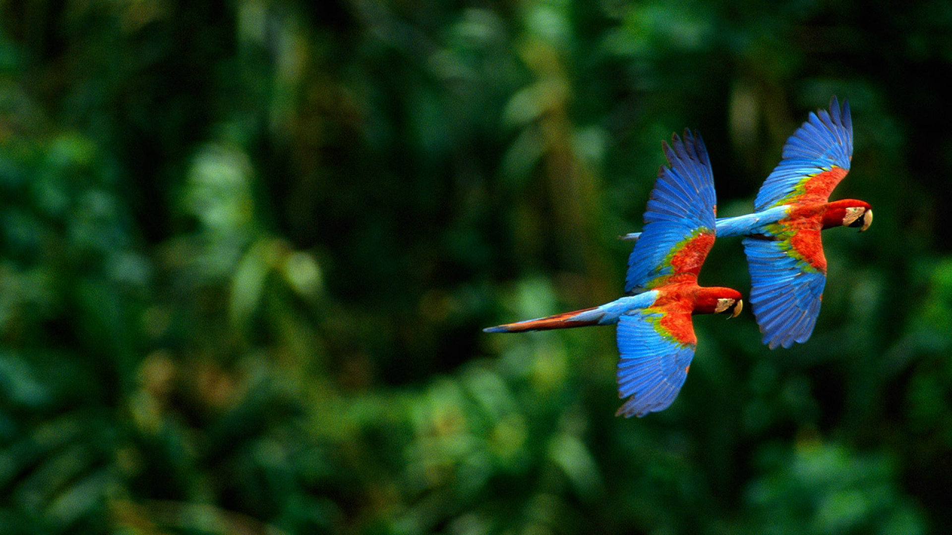Macaw Parrot HD Wallpapers Macaw Pictures HD Images HD