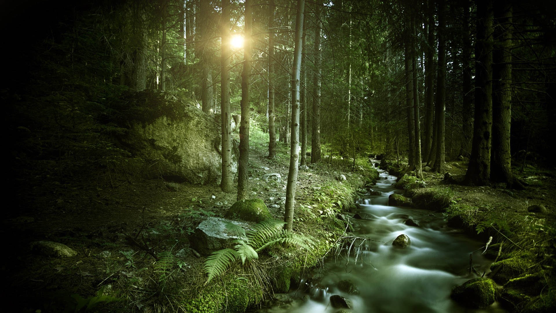 Stream In The Forest Wallpaper